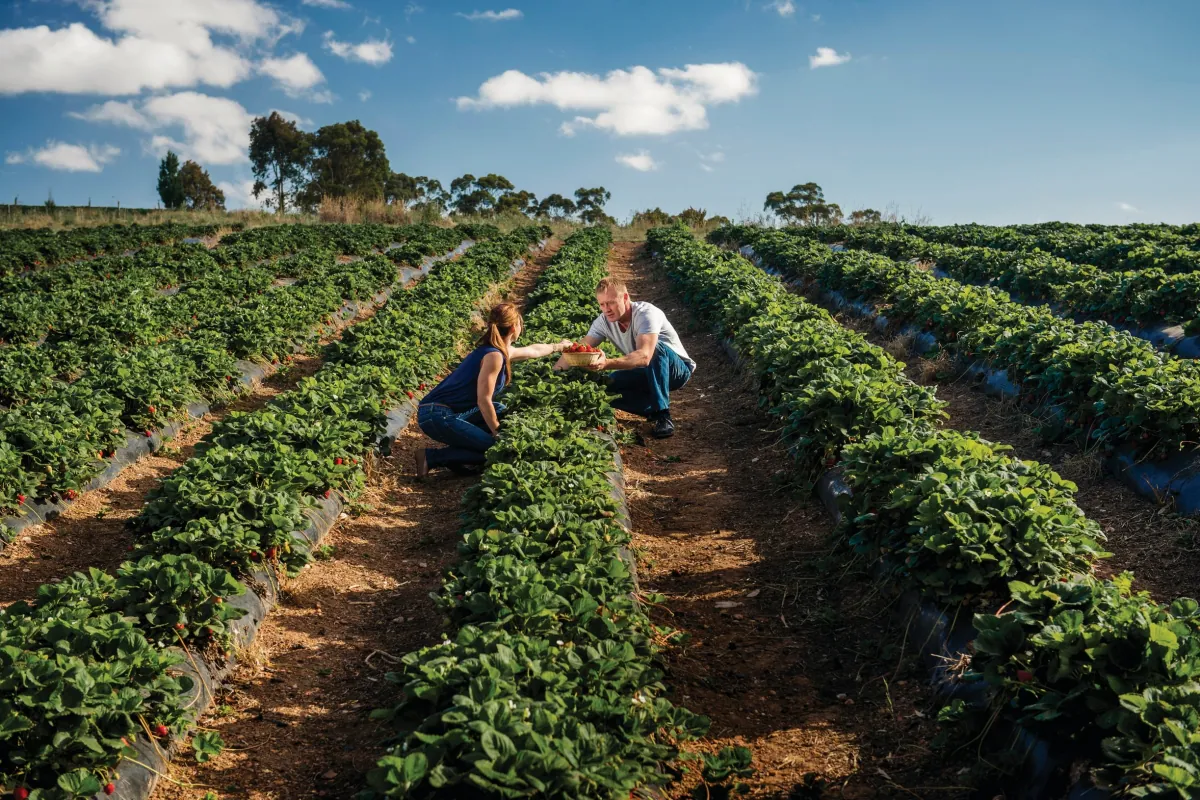 Raccolta della frutta in una farm australiana