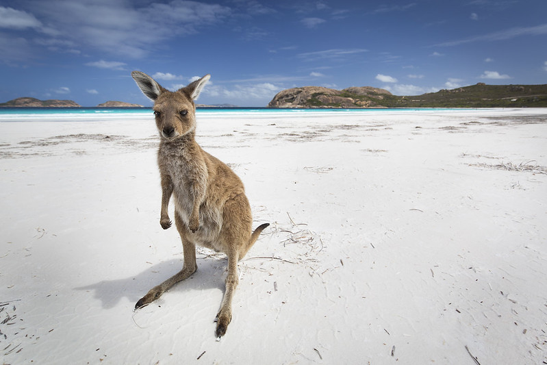 Canguro a Lucky Bay, Western Australia